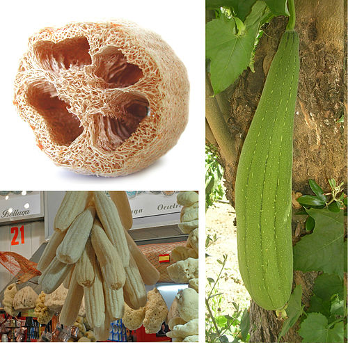 Luffa aegyptiaca